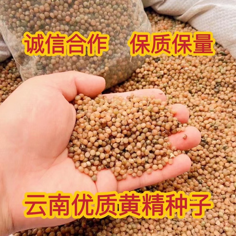 云南滇黄精种子 老虎姜种子 节节高种子 去皮净籽 发芽率高